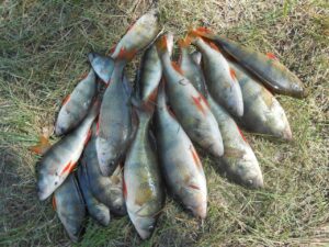 Рыбалка в Дагестане